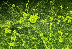 Green Mycellium - Beryl Jenkins