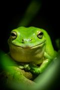 Green frog - Leigh Hall