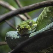 Green tree snake - Heather Miles