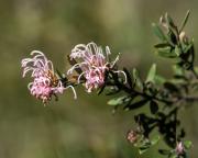 Grevillea buxifolia  190825 44769 - Donald Gould