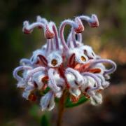 Grey spider flower - Judith Bennett