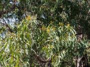 Gum blossoms Yellow Bloodwood 190825 44698 - Donald Gould