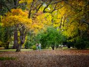 Autumn Colours - Hemant Kogekar