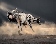 Rodeo - Hemant Kogekar