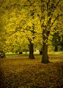 Cooks park - Hemant Kogekar