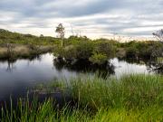 Hanging Swamp -250904-103047 - Donald Gould
