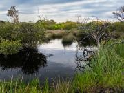 Hanging Swamp -250904-103054 - Donald Gould