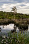 Hanging Swamp -250904-103103 - Donald Gould