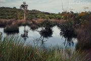Hanging swamp colour and reflections - Christo van Rensburg