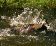 Happy Duck - Tim Collisbird