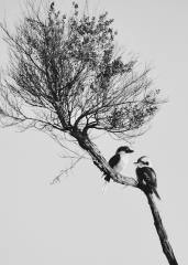 Happy Pair - Beryl Jenkins