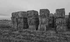 Hay Bales - Carol Abbott