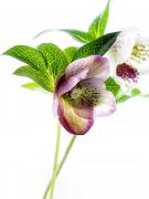 Heavenly Hellebores - Gail MacDiarmid