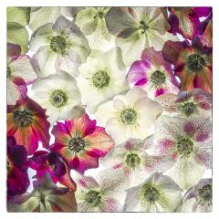 Hellebores - Heather Miles