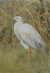 Heron - Beryl Jenkins