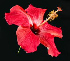 Hibiscus - Guy Machan