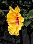 Hibiscus - Steve Mullarkey