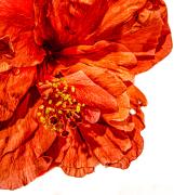 Hibiscus - Steve Mullarkey