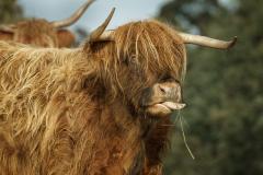 Highland cow - Maria Mazo