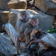 Himalayan Baboon -201126-54001 - Donald Gould