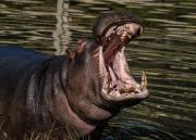 Hippo Yawn - Fran Brew