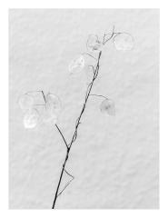 Honesty 2 - Dawn Zandstra