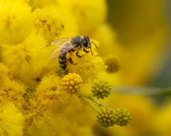 Honey Bee - Fujiko Watt