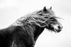 Horse in the wind - Maria Mazo