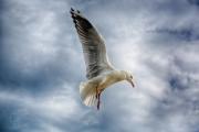 Hovering Seagull - Jan Glover