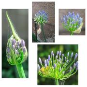 Hydrangers - Jennifer Gordon