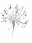 IMG 1531 - Judy Warburton