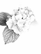 IMG 1562 2 - Judy Warburton