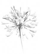 IMG 1596 - Judy Warburton