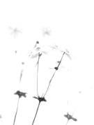 IMG 2260 - Hemant Kogekar