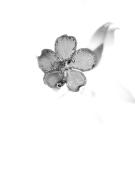 IMG 2383 - Hemant Kogekar