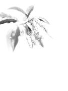 IMG 2412 - Hemant Kogekar