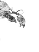 IMG 2416 - Hemant Kogekar