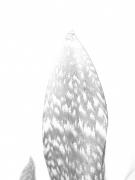 IMG 2895 - Hemant Kogekar