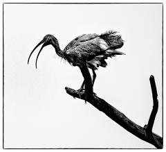 Ibis Silhouette - Steve Mullarkey