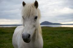 Iceland horse - Bruce Wilson
