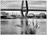 Icon diminished - Maureen Rogers