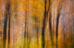 Impressions of Autumn - Kerry Boytell
