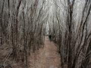 In-the-Wild-Woods - ... ...