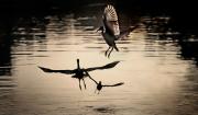 In flight J Chapman - ... ...