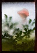 In the Garden J Chapman - ... ...