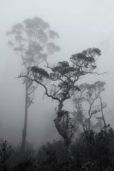In the Mist - Malcolm McKay