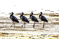 In unison - Strat Mairs