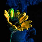 Ink&Water02.1 RC - Rod Carter