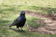 Inquisitive Raven - Nigel Streatfield