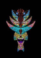 Insect - Liz Bell